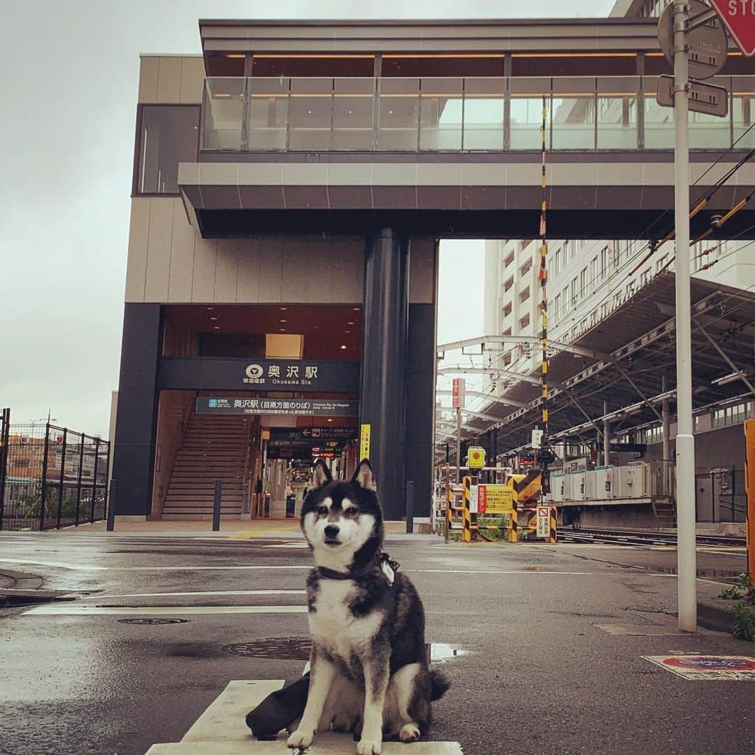 くろさんのインスタグラム写真 - (くろInstagram)「G☺︎☺︎d m☺︎rning 🐾  #朝んぽ #霧雨朝んぽ #霧雨でも裸族 #雨でも裸族 #東急目黒線奥沢 #奥沢駅 #okusawastation #kuroshiba #blackshiba #shibainu #shibastagram #instadog #dogstagram #柴犬 #黒柴 #黑柴 #日本犬 #和犬 #シニア犬 #癒し犬 #いぬら部 #ふわもこ部 #ふわもこ部ワンコ #ふわもこ部わんこ #わんこのいる暮らし #わんこのいる生活 #わんこと一緒 #わんダフォ #わんだふるjapan」5月20日 7時08分 - m6bmw