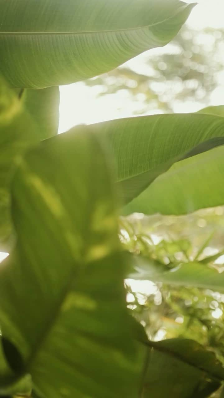 SHEINのインスタグラム：「Did you know fibers like viscose and rayon that are produced from wood pulp can contribute to massive deforestation when not responsibly sourced? We’re working hard to promote responsible materials through our EvoluSHEIN by Design Initiative. Learn more about our partnership with @canopy and stay tuned for more from our #SHEIN101 series!」