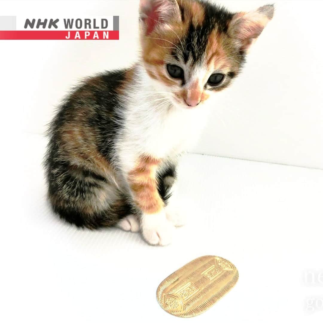 NHK「WORLD-JAPAN」さんのインスタグラム写真 - (NHK「WORLD-JAPAN」Instagram)「“Neko ni koban” is like the English saying “pearls before swine”. It expresses the futility of giving something valuable to someone who doesn’t know its worth.🙀🐾 This is how it’s written in kanji and hiragana. 猫 - ねこ- neko - cat, に- ni - toward, 小判 - こばん - koban - a gold coin used during the Edo period. 😸 Japan has a long history of people living with cats and today around 10 million are kept here as pets. This is just one of many expressions related to cats in Japanese!😻 Do you have a saying like “neko ni koban” in your language? . 👉For more cat sayings｜Watch｜Magical Japanese: Cat｜Free On Demand｜NHK WORLD-JAPAN website.👀 . 👉For more Japanese language learning and 🆓 free video, audio and text resources, visit Learn Japanese on NHK WORLD-JAPAN’s website and click on Easy Japanese.✅ . 👉Tap in Stories/Highlights to get there.👆 . 👉Follow the link in our bio for more on the latest from Japan. . 👉If we’re on your Favorites list you won’t miss a post. . . #猫に小判 #ねこにこばん #nekonikoban #catsayings #猫 #cat #neko #japanesewords #japanesesayings #freejapanese #easyjapanese #japaneseonline #kanji #hiragana #japaneselanguage #learnjapanese #learnjapaneseonline #japanesewriting #日本語 #nihongo #일본어 #japones #japanisch #bahasajepang #ภาษาญี่ปุ่น #日語 #tiếngnhật #japan #nhkworldjapan」5月21日 6時00分 - nhkworldjapan