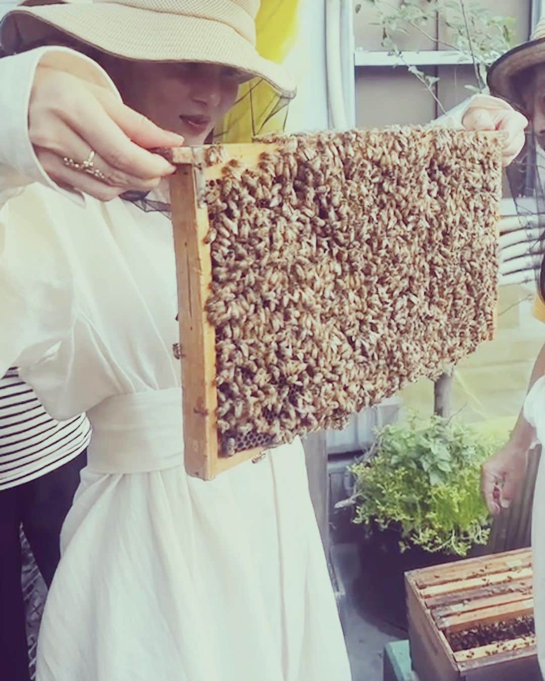 白澤貴子さんのインスタグラム写真 - (白澤貴子Instagram)「It’s “World bee day”🐝  本日5月20日は #世界ミツバチの日 。  ミツバチ保護活動を10年以上前から続けている  @guerlain からお誘いを受け、 先日”BEE MASTER CLASS”に参加してきました。  ハチといえば、我が家のバルコンで咲く ラベンダーの花たちの元へ毎朝訪れるあの子たち。 実はここ最近、偶然にも様々な人との会話の中で 頻繁に養蜂が話題にのぼり、その生態と共に とても興味を持っていたところだったので、 今回のタイミングの良いお誘いは とても嬉しかった。  私たちが食物にしているものを含め、 自然界で花を咲かせる植物の約9割が ポリネーター(受粉媒介者)に依存していて、 その主たるものが、ミツバチ。 つまり、今絶滅の危機に瀕している このミツバチを保護することは 私たちが生きていくために欠かせないこと。  そんな話を聞かせていただき これまで抱いていた疑問もすっきりと解決して とても有意義なひとときを過ごせたな。  ちなみに、家でミツバチの好きな花を植えたり、 ミツバチの給水所をつくったりすることも 保護活動に繋がるのだとか。  #ゲラン でも、5/20から23までの3日間、 店舗・公式オンラインブティックでの収益の 20％をゲランミツバチ保護プログラムに寄付するそう。  美しい地球の未来のためにも、 今すぐできることから始めたい保護活動。 ぜひ皆さまもこの機会に。  #GuerlainForBees #WorldBeeDay」5月20日 7時21分 - takakoshirasawa