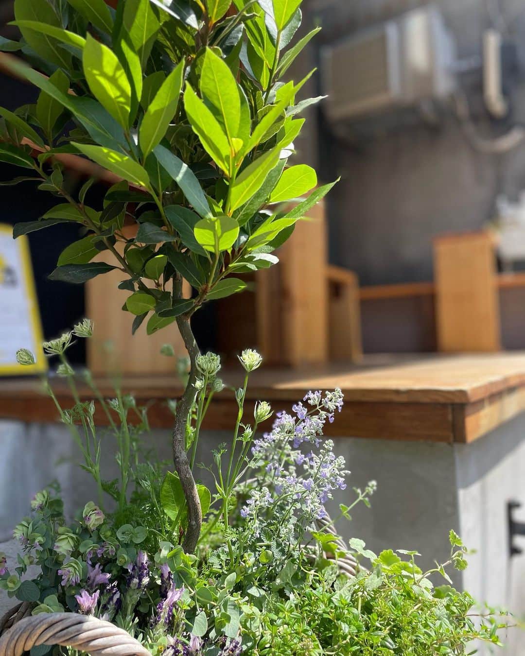 TRICHROMATIC COFFEEさんのインスタグラム写真 - (TRICHROMATIC COFFEEInstagram)「店のグリーンが新しくなりました。  今回もデザインは、植物造形家として活躍されている是枝錬太郎さん　@rentaro_koreeda にお願いしました。  是枝さん、強い陽射しのなか早朝から有難うございました。  初夏らしい濃い緑が印象的な草花たちです。 カフェのついでに覗いてみてくださいね。 この土日雨の心配は無さそうです。  今週末も、宜しくお願いします。  #trichromaticcoffee トリクロマティックコーヒー#midnightbrew #ミッドナイトブルー #中野新橋 #中野新橋カフェ #中野カフェ #tokyocafe #coffeeshop」5月20日 7時45分 - trichromaticcoffee