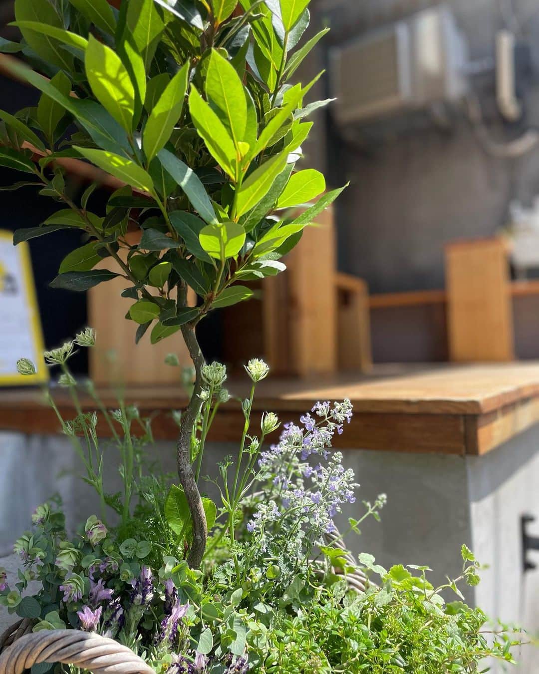 TRICHROMATIC COFFEEのインスタグラム：「店のグリーンが新しくなりました。  今回もデザインは、植物造形家として活躍されている是枝錬太郎さん　@rentaro_koreeda にお願いしました。  是枝さん、強い陽射しのなか早朝から有難うございました。  初夏らしい濃い緑が印象的な草花たちです。 カフェのついでに覗いてみてくださいね。 この土日雨の心配は無さそうです。  今週末も、宜しくお願いします。  #trichromaticcoffee トリクロマティックコーヒー#midnightbrew #ミッドナイトブルー #中野新橋 #中野新橋カフェ #中野カフェ #tokyocafe #coffeeshop」