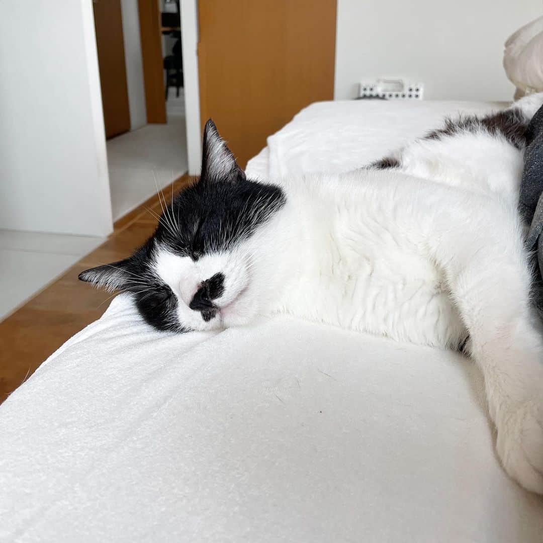 猫ラボさんのインスタグラム写真 - (猫ラボInstagram)「いつも上に乗ってくる蘭丸が久しぶりに添い寝してくれてうれしいけど、これはこれでスペース的につらい #猫飼いあるある」5月20日 8時06分 - nekolabo