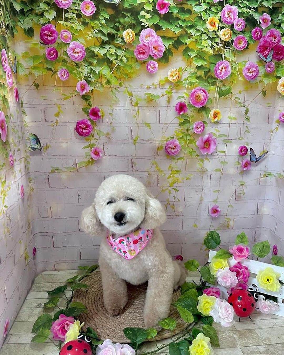 田中理恵のインスタグラム：「おはようございます😃 親バカなるぅ〜💓 こんな笑いますか？🐶 本日もニコニコ頑張っていきましょう🧡 素敵な一日になりますように🍀🍀」