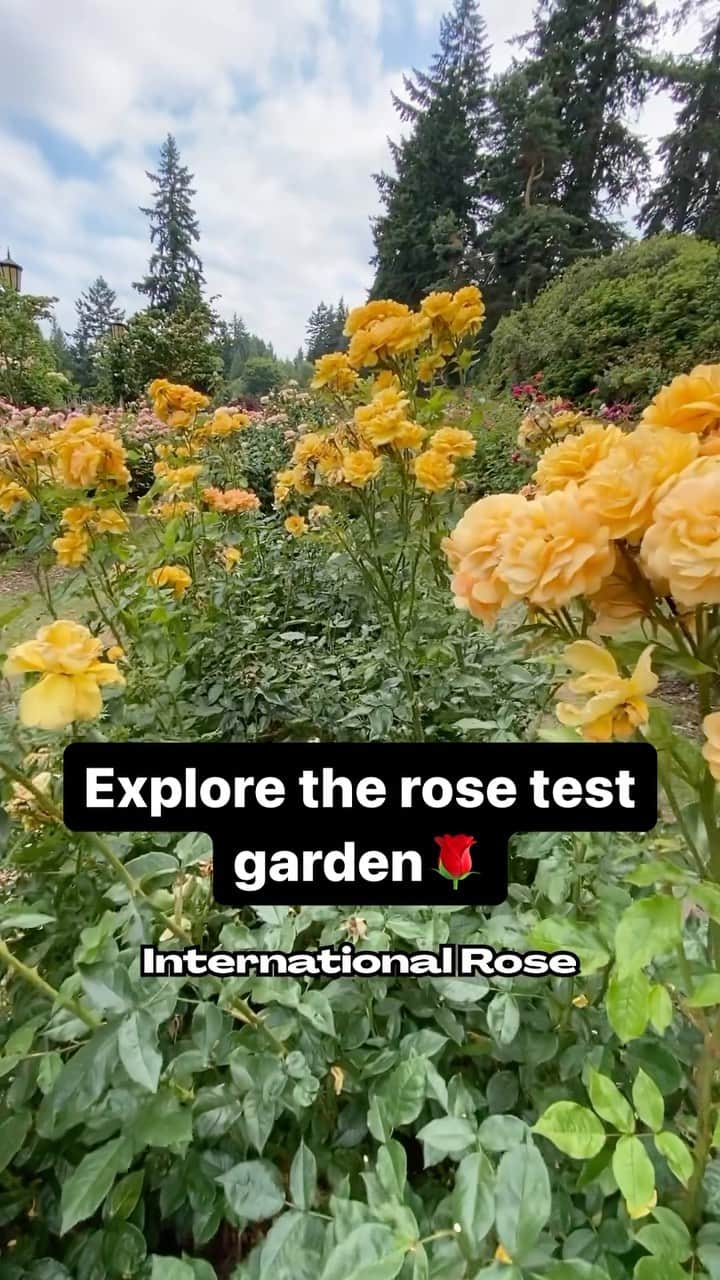 Portlandのインスタグラム：「Discover the oldest official continuously operated public rose test garden in the United States! 🌹 #portland #pnw #oregon #portlandoregon #pacificnorthwest #travelportland #pdx」
