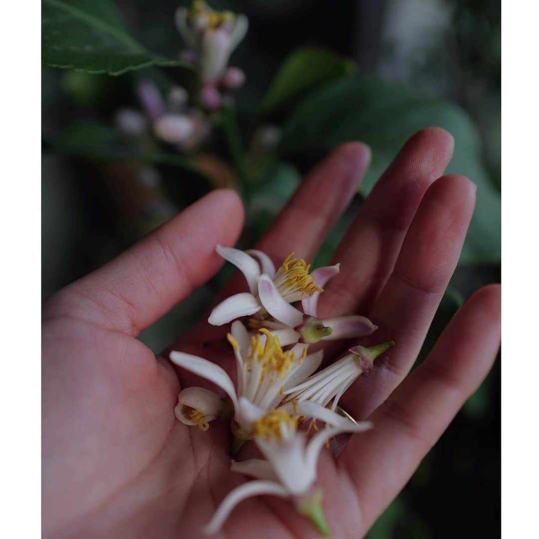 JUNNAのインスタグラム：「🌱  レモンの木 たくさんの花をつけてくれた  満開の状態で植木鉢の上に落ちた花たち  HOUSE in NAGOYA  #only#junna🏠#レモンの木#レモン」