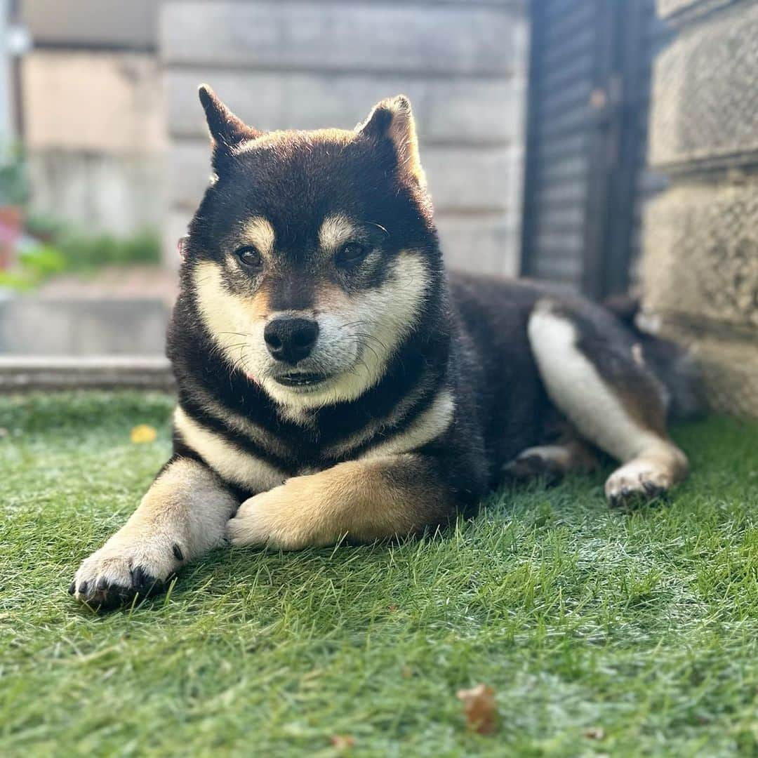 BlackRed shibasさんのインスタグラム写真 - (BlackRed shibasInstagram)「Good morning. Saturday.  Today's Yamato.  #2023yamato #柴犬 #shiba #shibainu #dog #rescuedog #rupinasu卒業犬 #rupinasu  #黒柴犬 #cute #元保護犬 #rescuedogs #japan #japandog #元保護犬今は過保護 #lovely #cute #cutestdog #awesomeanimals #mrdog #dogofthaday」5月20日 8時36分 - black_red_jp