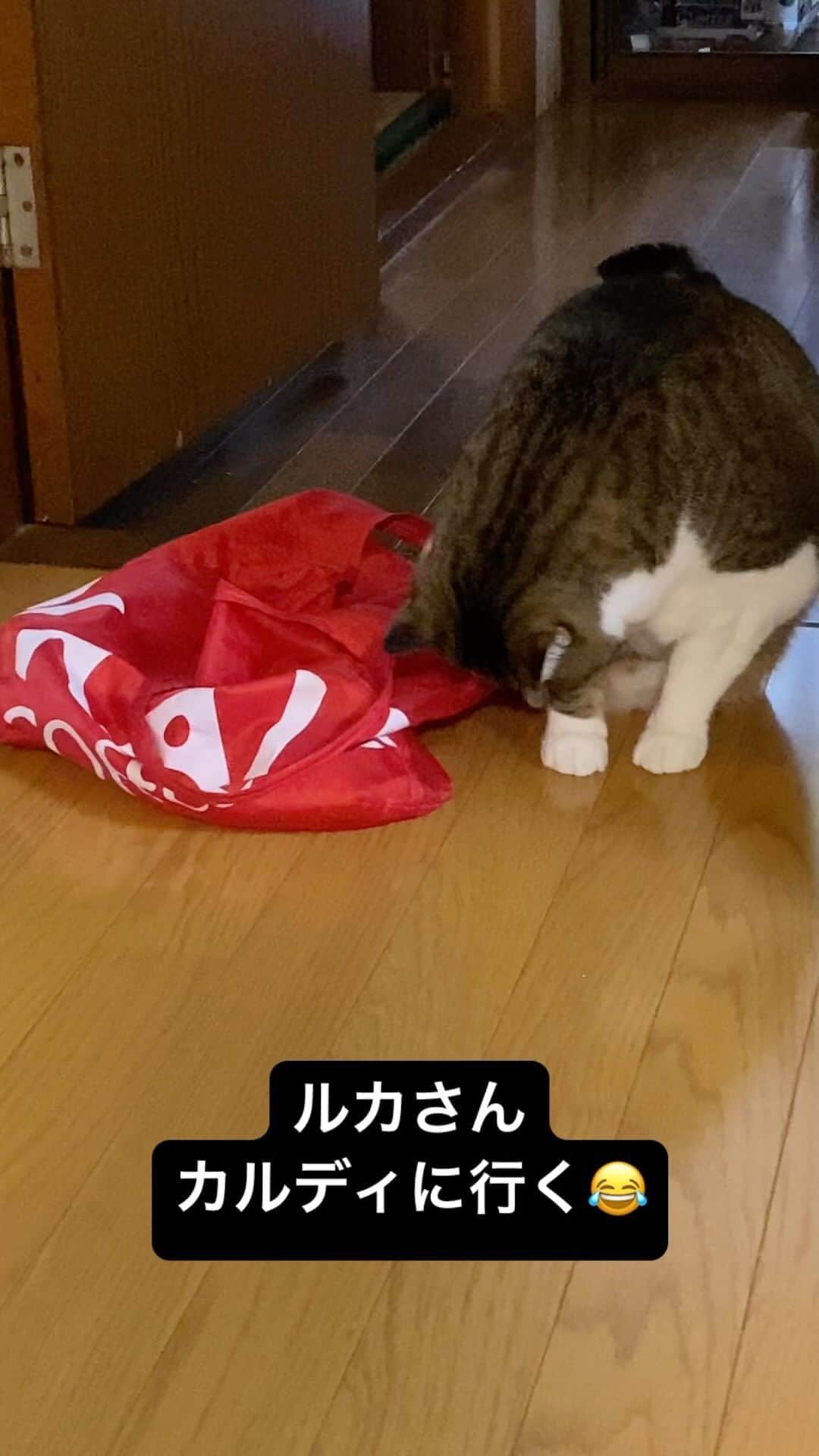野本かりあのインスタグラム：「ルカはお買い物まで手伝えるそうです😂 #catsofinstagram #きじしろ #ねこすたぐらむ #にゃんすたぐらむ #ねこのいる生活 #lukarly #しゃべる猫」