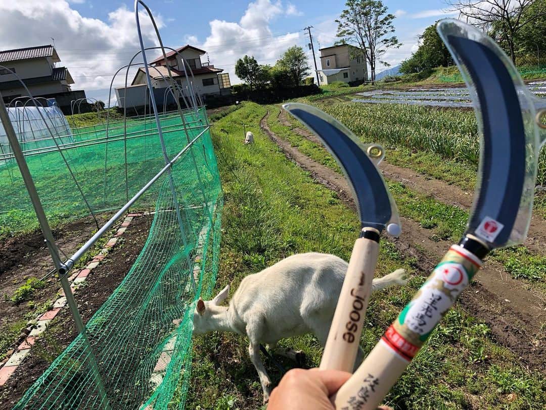ティ・カトウさんのインスタグラム写真 - (ティ・カトウInstagram)「播州の鎌をゲットしたよ。（好意で） ヤギと一緒に草刈りへゴー！」5月20日 9時13分 - tea_kato