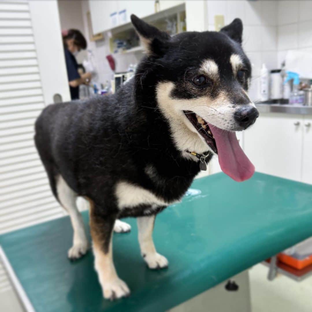 vo_coのインスタグラム：「🐾 こたちゃん、外耳炎の再診と狂犬病ワクチン💉完了 お耳触られるのが嫌でひと暴れしたけど、注射は全く動じずにいい子にできました 触診もしていただいて、乳腺腫瘍の再発も無さそう 年齢の割に黒々してるし毛艶も良いとのことで花丸もらってきました こたちゃんもおやつもらって満足そうでした 体重も11.0kgから1ヶ月で10.62kgまで落とせてきたので、もう少し頑張って10kg台前半に戻すぞ〜 ＊ #shibastagram #instashiba #shiba #shibainu #黒柴 #柴犬」