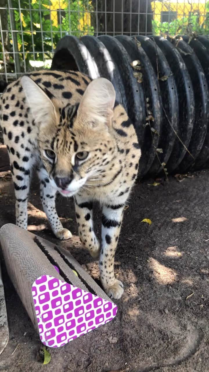 Zoological Wildlife Foundationのインスタグラム：「Saleem our 3 year old African Serval boy enjoying a cat toy donated by one of our amazing volunteers @katdooatthezoo. Just like your average house cat, these guys can enjoy burning their energy by tearing up cardboard cat scratch toys and figuring out puzzles like the one you see here, only he destroys them twice as fast! 😂 We even added some catnip to today’s enrichment because they process it the same way as domestic cats.   Join us by booking your tour 📞 (305) 969-3696 or visit ZWFMiami.Com.  #serval #wildlife #zwfmiami #tgif」