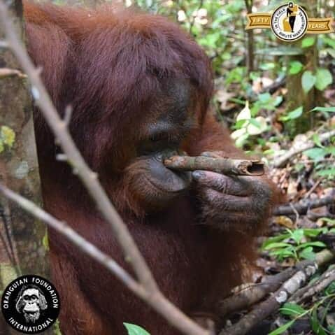 OFI Australiaのインスタグラム：「#Orangutans are excellent at problem-solving. They have high cognitive abilities comparable to the other #greatapes, which often manifests in tool use. Orangutans have been observed using branches as tools to “fish” for fruit that is out of reach. Here is orangutan Marsha trying to figure out how to get insects out of a hollow branch! #endangeredspeciesday」