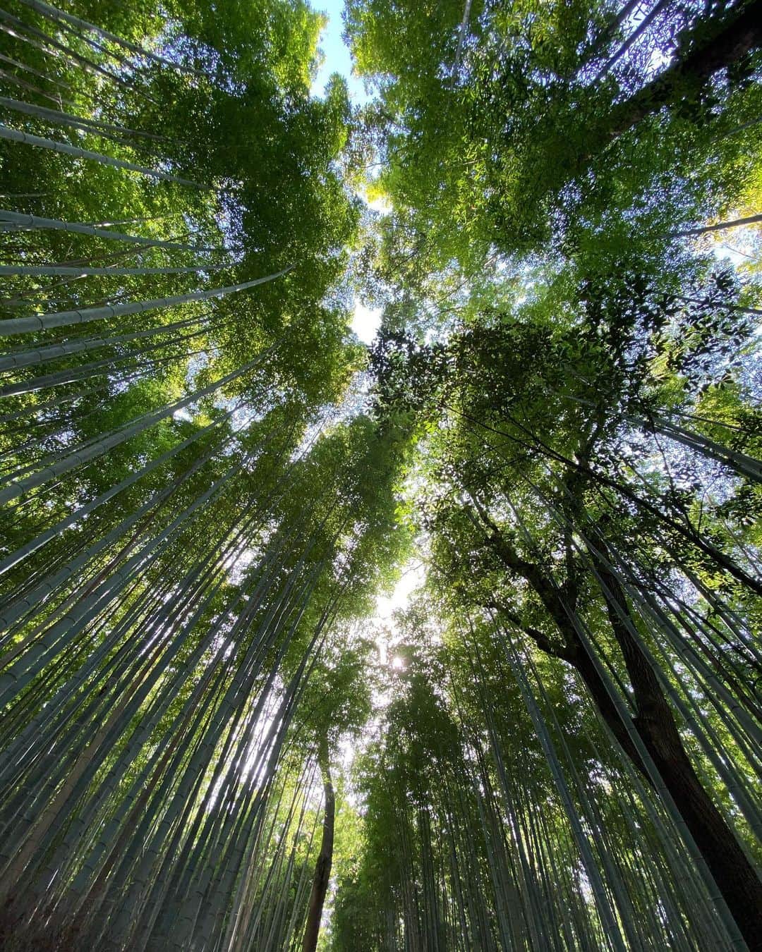 高倉絵理さんのインスタグラム写真 - (高倉絵理Instagram)「いつかの京都旅行③  空を覆う竹林が400mにわたって続く嵐山の「竹林の小径」  竹林が立ち並び、美しく静寂に満ちた京都観光では外せない名所です。   竹林からの木漏れ日や笹の擦れ合う音が心地良く、癒されました。  こちらはリードをしていればわんこOKとの事でした。 バイロンと一緒に行けるのが嬉しい！  📍 竹林の小径（嵐山） 京都府京都市右京区嵯峨小倉山田淵町  観光地となる場所では多くの人がいて犬アレルギーや苦手な方もいます。 またバイロンの安全面や排泄物にも注意しなければいけないので、このような場所ではバイロンは抱っこやバッグに入れて移動するように心掛けています。  #京都旅行 #京都観光 #京都 #竹林 #竹林の小径 #京都の竹林 #わんことお出かけ #わんこと一緒 #わんこと京都 #嵐山 #kyoto #kyototrip #kyototravel」5月20日 10時05分 - eri_t28