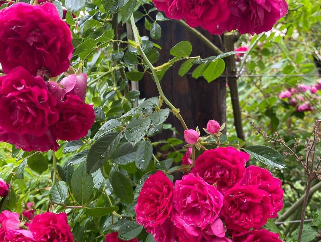 大宮エリーさんのインスタグラム写真 - (大宮エリーInstagram)「coming soon! I just set my art work coverd by cloth at Atami. #atami #acaoforest  #rose #rosegarden #art #ellieomiya」5月20日 11時48分 - ellie_omiya