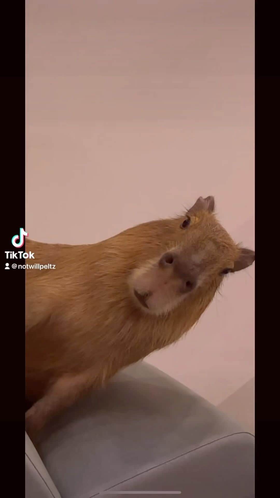 ウィリアム・ペルツのインスタグラム
