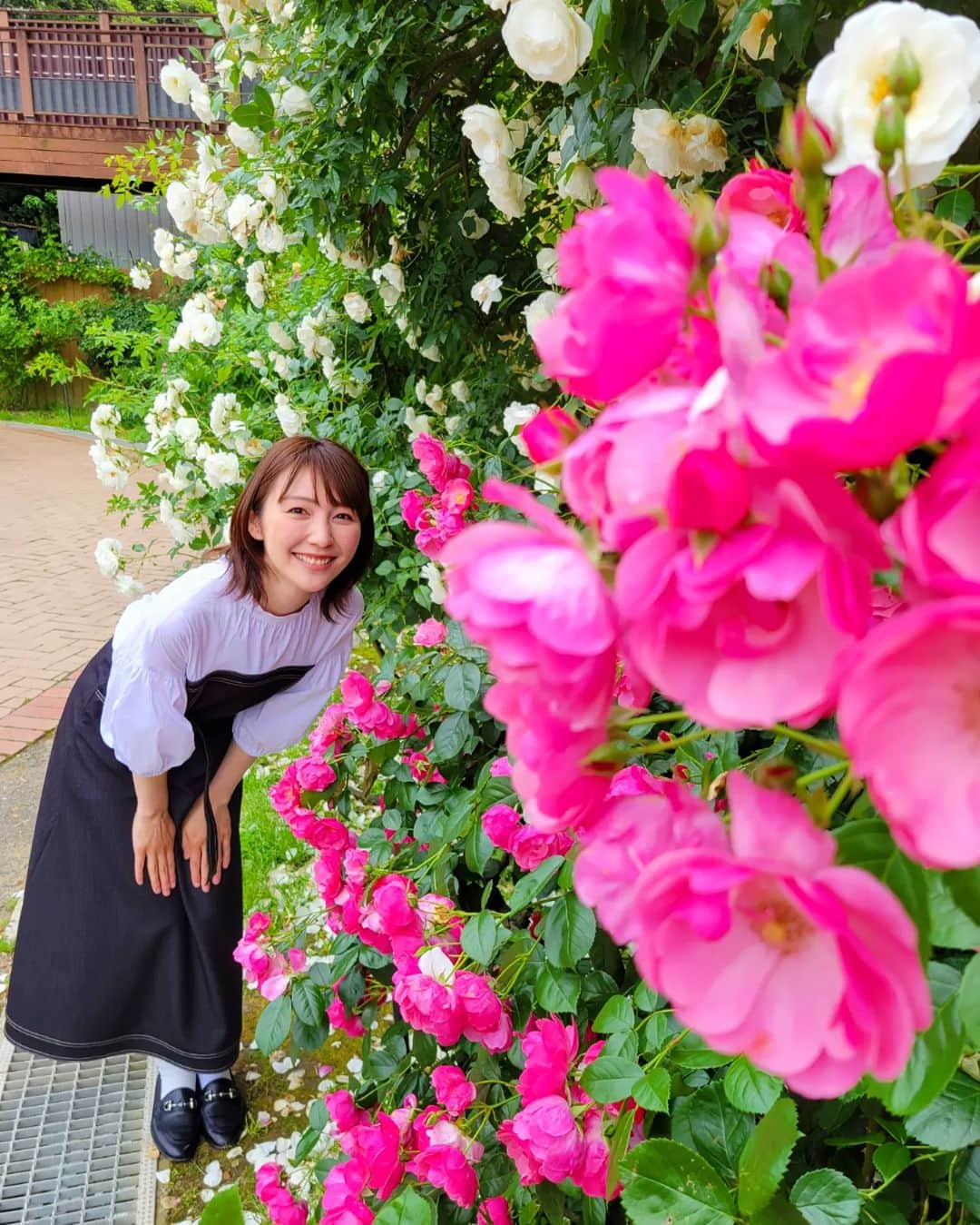 橋本真衣のインスタグラム：「. 本日のCUBE中継は #響灘緑地グリーンパーク 咲き誇るバラ園から🌹 めっちゃいい香りがしました🥰❤️ . . #福岡ニュースファイルcube#バラの季節」