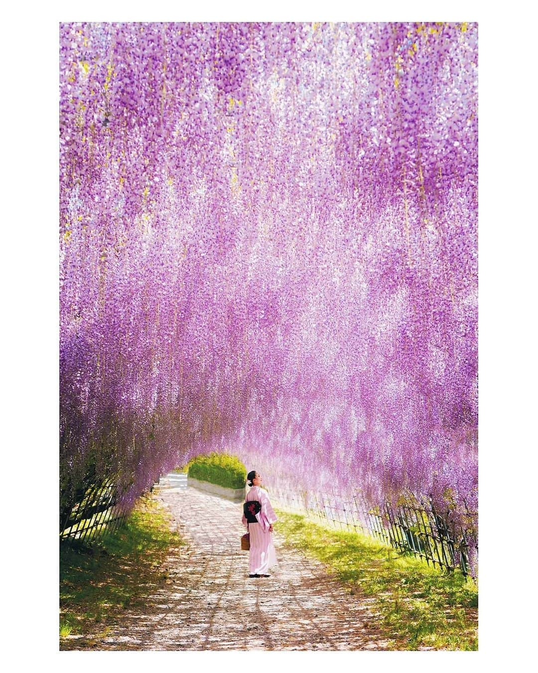 Berlin Tokyoさんのインスタグラム写真 - (Berlin TokyoInstagram)「The splendid views of the wisteria tunnel, with the oldest tree being 130 years old, leave visitors in awe - unmistakably one of the most beautiful places in Japan. . . . #hellofrom Karachi Fujien, #japan」5月20日 22時24分 - tokio_kid