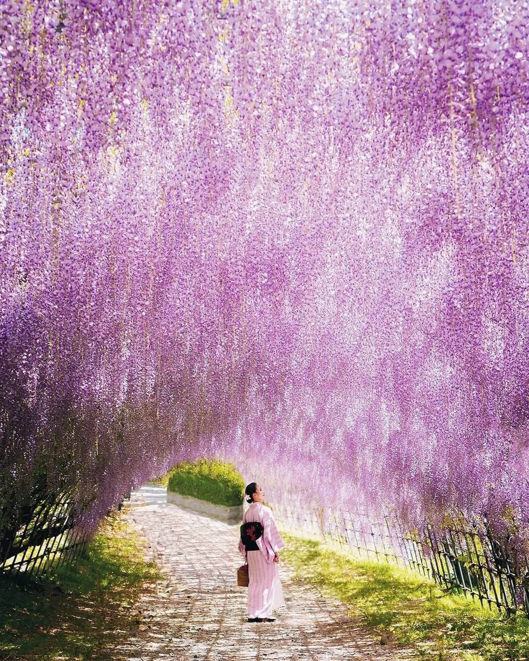 Berlin Tokyoのインスタグラム：「The splendid views of the wisteria tunnel, with the oldest tree being 130 years old, leave visitors in awe - unmistakably one of the most beautiful places in Japan. . . . #hellofrom Karachi Fujien, #japan」