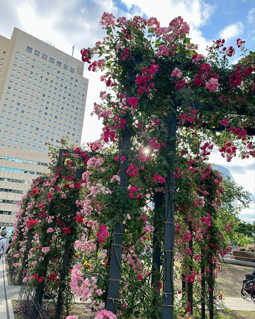 藤田舞美さんのインスタグラム写真 - (藤田舞美Instagram)「❁︎ 帰りに偶然見つけたお花のゲート💐 * 今日も一日お疲れ様でした🥰✨ * #ガーデンネックレス横浜 #ガーデンネックレス #myガーデンネックレス横浜 #横浜 #横浜市役所 #花 #アナウンサー #フリーアナウンサー #司会 #yokohama #garden #flowers #japan #instaflower #announcer」5月20日 22時31分 - maimifujita