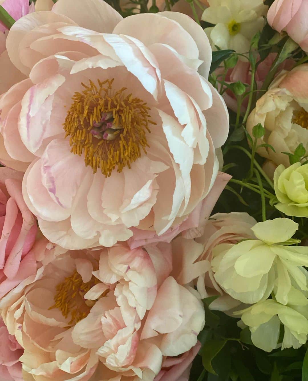レイチェルロイさんのインスタグラム写真 - (レイチェルロイInstagram)「Peonies, my favorite non scent flower, as far as the eye can see 🌸  #RachelRoy #Beauty #Nature #Peonies」5月20日 23時06分 - rachel_roy