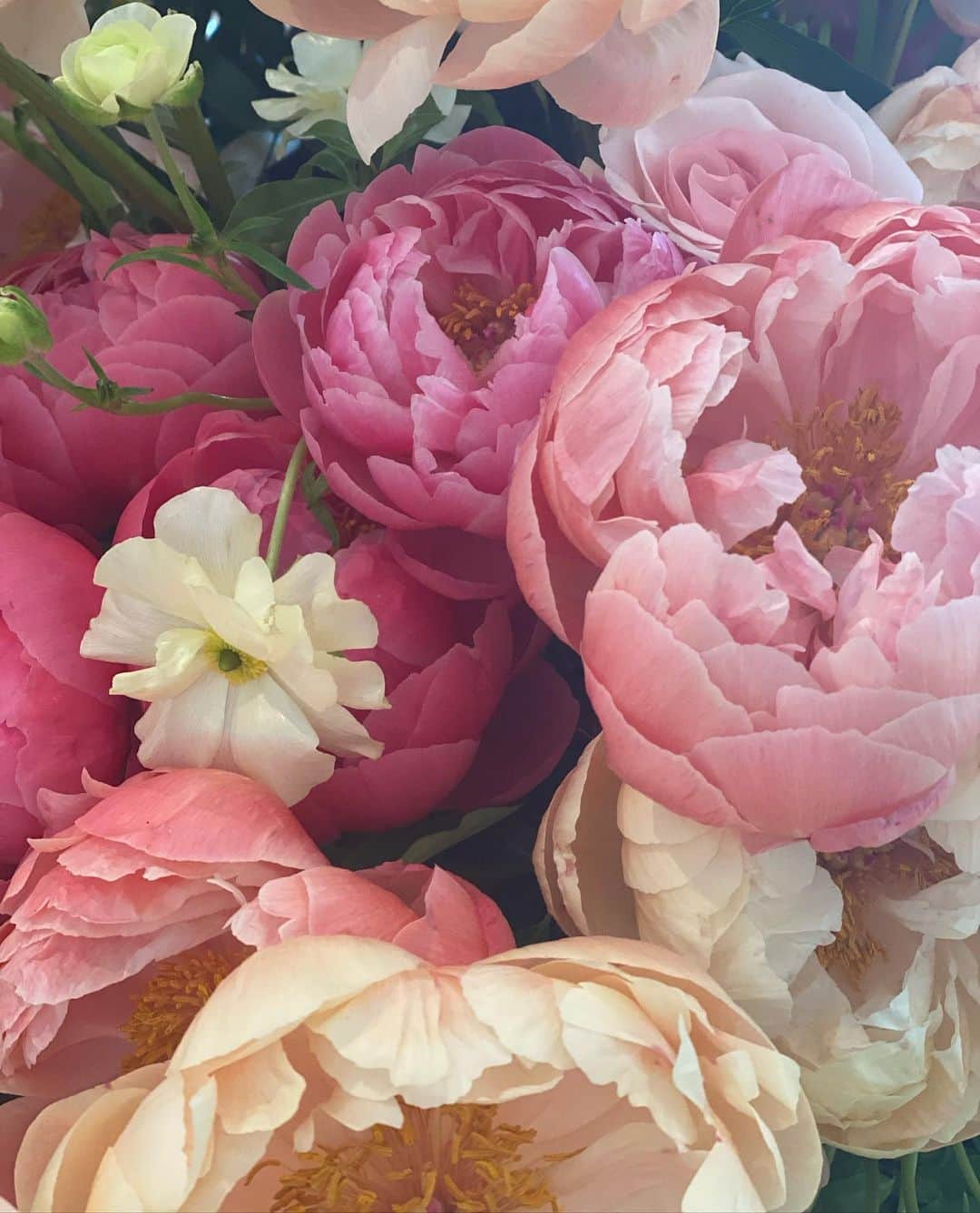 レイチェルロイさんのインスタグラム写真 - (レイチェルロイInstagram)「Peonies, my favorite non scent flower, as far as the eye can see 🌸  #RachelRoy #Beauty #Nature #Peonies」5月20日 23時06分 - rachel_roy