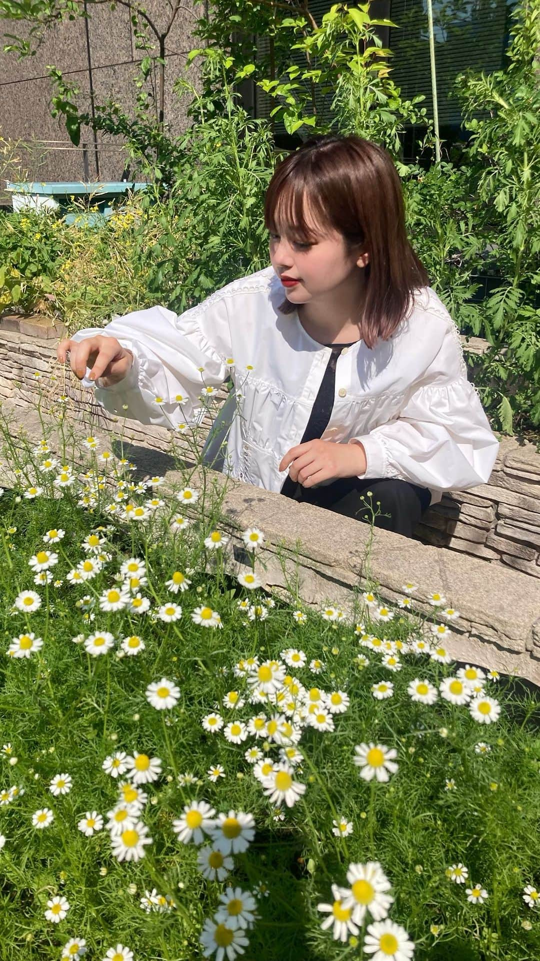 青柳文子のインスタグラム：「#GuerlainForBees #WorldBeeDay  5月20日は #世界ミツバチの日🐝🌼  もう10年以上ミツバチ保護活動を続けている ゲランのBEE SCHOOLへ🏫  銀座のビルの屋上で 養蜂が行われてるなんて。。！ ミツバチが好む植物が たくさん植えられていました🌿  🐝って危なくないの？と思う人もいるかもですが、ミツバチは、人を刺すと死んでしまうので、よほど攻撃しない限り人を刺すことはないんですよね、  しかも彼ら、お花の中で、そのふわふわの身体を寄せ合って眠ったりするそうです。かわいいよね。。！🌼  今回私が新たに知ったのは、 彼らの壮絶な一生のことでした。。。  ✅ミツバチの一生はたった30日ほど ✅働き蜂は全員メスで、 生まれてすぐに巣の掃除をする係 🔜数日たつといきなり育児💦 🔜1週間で巣作りや門番 🔜3週間ほどで外へ。花粉の収集など 🔜そして10日ほどで命を終える😢  ✅オス蜂は成虫になっても働かず巣の中で過ごし、食事もメス蜂から口移しでもらうそう😂 唯一の仕事は女王蜂と交尾をすることで、 晴れて交尾が出来たオス蜂はその場で死ぬ。 交尾ができなかったら、巣の外に追い出され、餓死。。😨  なんて厳しい世界なのでしょうか😭👏🏻  その短い一生の中で、 人間に蜂蜜を分けてくれたり、 植物の受粉を助けたりしてくれてるなんて。。！ 本当にありがとうって何回言っても足りないくらいです🙏🙏🏻🙏🏼🙏🏽🙏🏾🙏🏿  でも🐝は今、絶滅の危機に瀕してます。。  彼らがいないと野菜も果物も実らないし、 人間は生きていくことが出来ないわけで、、 これを聞くと、もう必死で守ってあげないと。。！ ってなりますよね。。  （私も庭に去年🇸🇪で買ってきた蜂の巣箱を置いてるけど、なかなか入ってきてくれません。。そんな簡単ではないんですよね、、）  だから、 みんなで🐝を守っていこう🌼 ミツバチが好きなお花を植えよー🌼  子どもたちにも、ぜひこのミツバチ保護の大切さとかわいさを教えてあげてください！🤍  今日から3日間、ゲラン店舗・公式オンラインブティックの全世界の収益の20％が、ゲランミツバチ保護プログラムに寄付されます。  ミツバチの恵みから生まれたアベイユロイヤルシリーズの美容液なんて最高だからゲランで買い物するならぜひこの３日間にしてほしいなと思います🐝🙏   @guerlain #ゲラン」