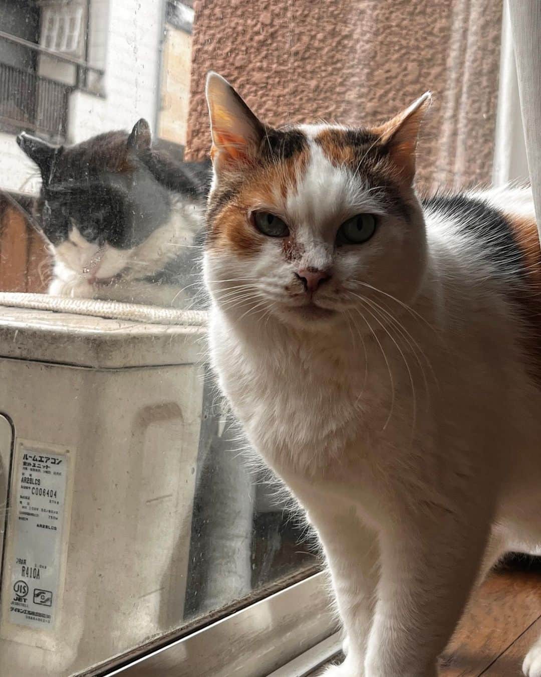 Kachimo Yoshimatsuのインスタグラム：「久しぶりのツーショット｡ #うちの猫ら #ガラス越の恋 #ikasumi #mikeko #猫 #ねこ #ニャンスタグラム #にゃんすたぐらむ #ねこのきもち #cat #ネコ #catstagram #ネコ部 http://kachimo.exblog.jp」