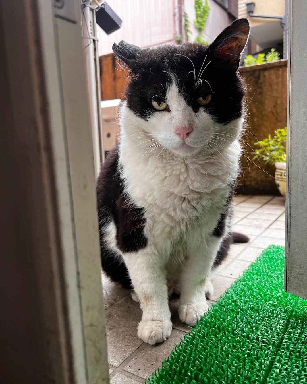 Kachimo Yoshimatsuのインスタグラム：「おはようイカスミ Good Morning Ikasumi 玄関前で。  #うちの猫ら #猫 #ikasumi #ねこ #ニャンスタグラム #にゃんすたぐらむ #ねこのきもち #cat #ネコ #catstagram #ネコ部 http://kachimo.exblog.jp」