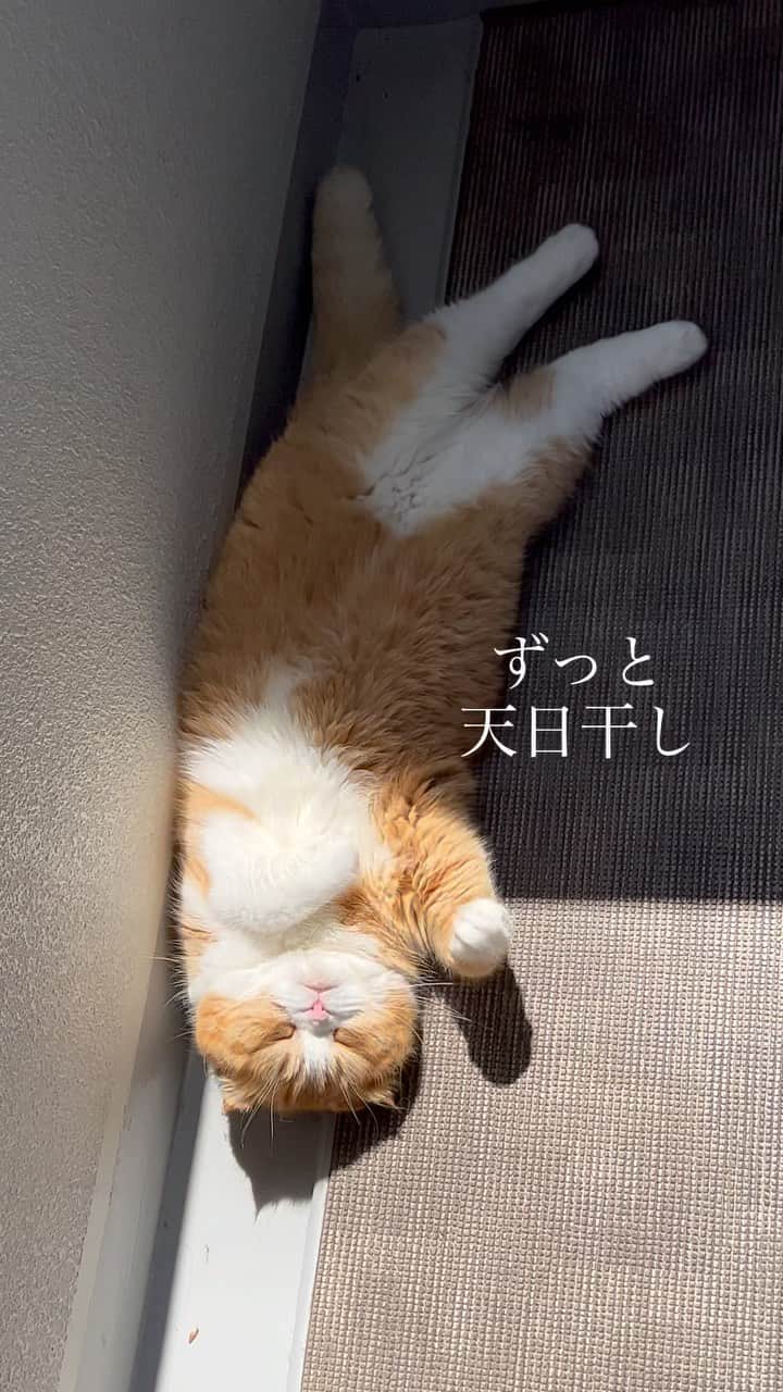 bunny & 2 catsのインスタグラム：「It's very fine today☀️ _ Gomazou👀&Enzou🐱☀️ _ 🐾覗きすぎ😳 _ #scottishfold#多頭飼い#ねこ#猫#cats#cute#amazing#スコティッシュフォールド _ #PECO#ねこ#9gag#WeeklyFluff#ふわもこ部#instavideo#ねこのきもち#catsofinstagram#instagram#instagramjapan#cats_of_world#猫動画」