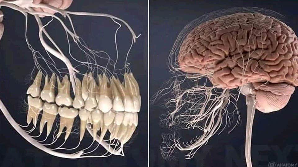 クラウディア・ジョーダンのインスタグラム：「Teeth/nerves. 🦷💫 #Biology Take care of ya mouf!!!」