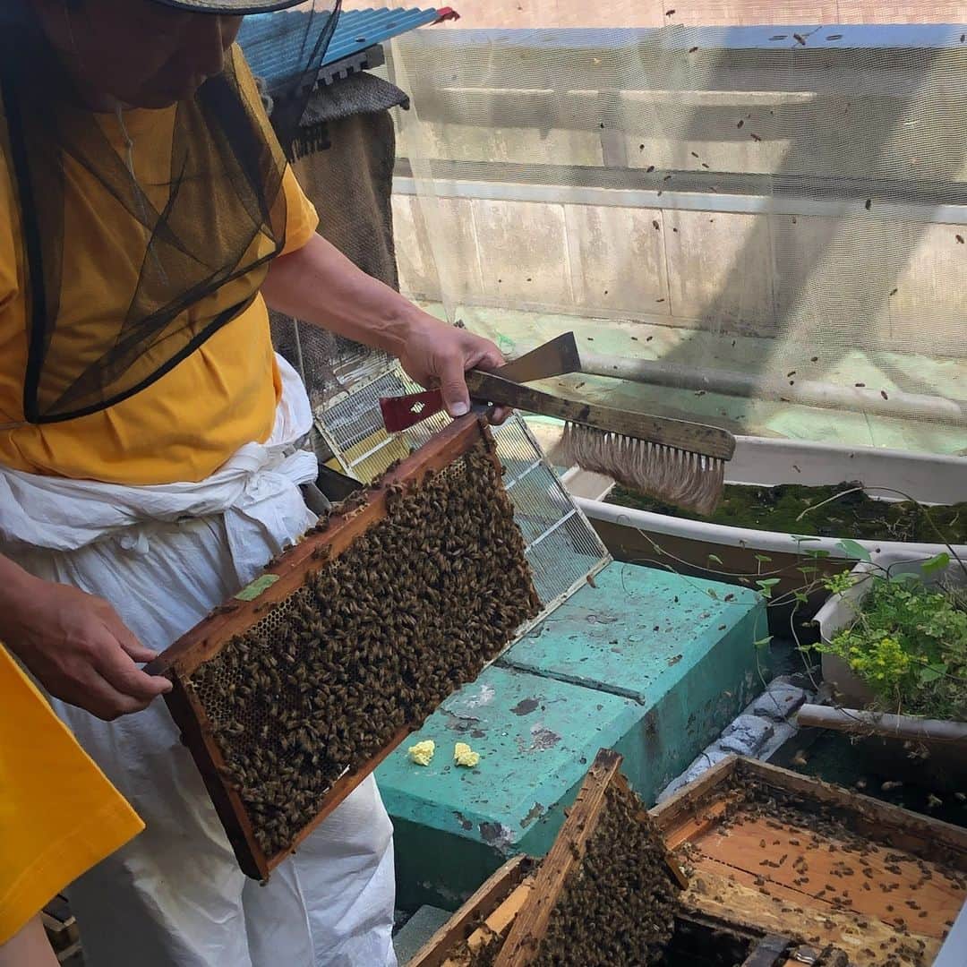 FRaUさんのインスタグラム写真 - (FRaUInstagram)「【5月20日は世界ミツバチの日】  銀座のと真ん中に育てられているミツバチがいることをご存知ですか？ それが2006年3月28日（ミツバチの日）からスタートした「銀座ミツバチプロジェクト」。  銀座のど真ん中にある養蜂場には、10年以上前から「ゲラン　ミツバチプログラム」を通してミツバチの保護や生物多様性の保全活動をしている「GUERLAN」の養蜂箱もあるのです。 その現場には、愛をもって蜂を育てる皆様のもと、可愛いミツバチたちがたくさん！　銀座の桜やエンジュでとれた本当にまろやかで美味しいハチミツもいただきました。  ゲランは「ビースクール」といってミツバチの重要な役割を子どもたちに伝える啓蒙活動も行っており、今年1月にはアンジェリーナ・ジョリーさんがパリでその授業のために訪れたのだそうです。  草花が実をつけることができるのは、ミツバチが花粉を運んでくれるから。  「世界ミツバチの日」から22日までの2日間ゲランの店舗や公式オンラインショップで商品を購入されると、世界全体でその収益の20％がミツバチ保護プログラムへ寄付されるそうです。  自然界で花を咲かせる90％近くの植物が、ミツバチなどの受粉媒介者がいないと花を咲かせることができません。そして花を咲かせるからこそ実ができ、循環していきます。 世界ミツバチの日に改めてミツバチの重要性を考えてみるのもいいかもしれません。 #guerlainjapan ＠ginzamitsubachi」5月20日 15時20分 - fraumagazine