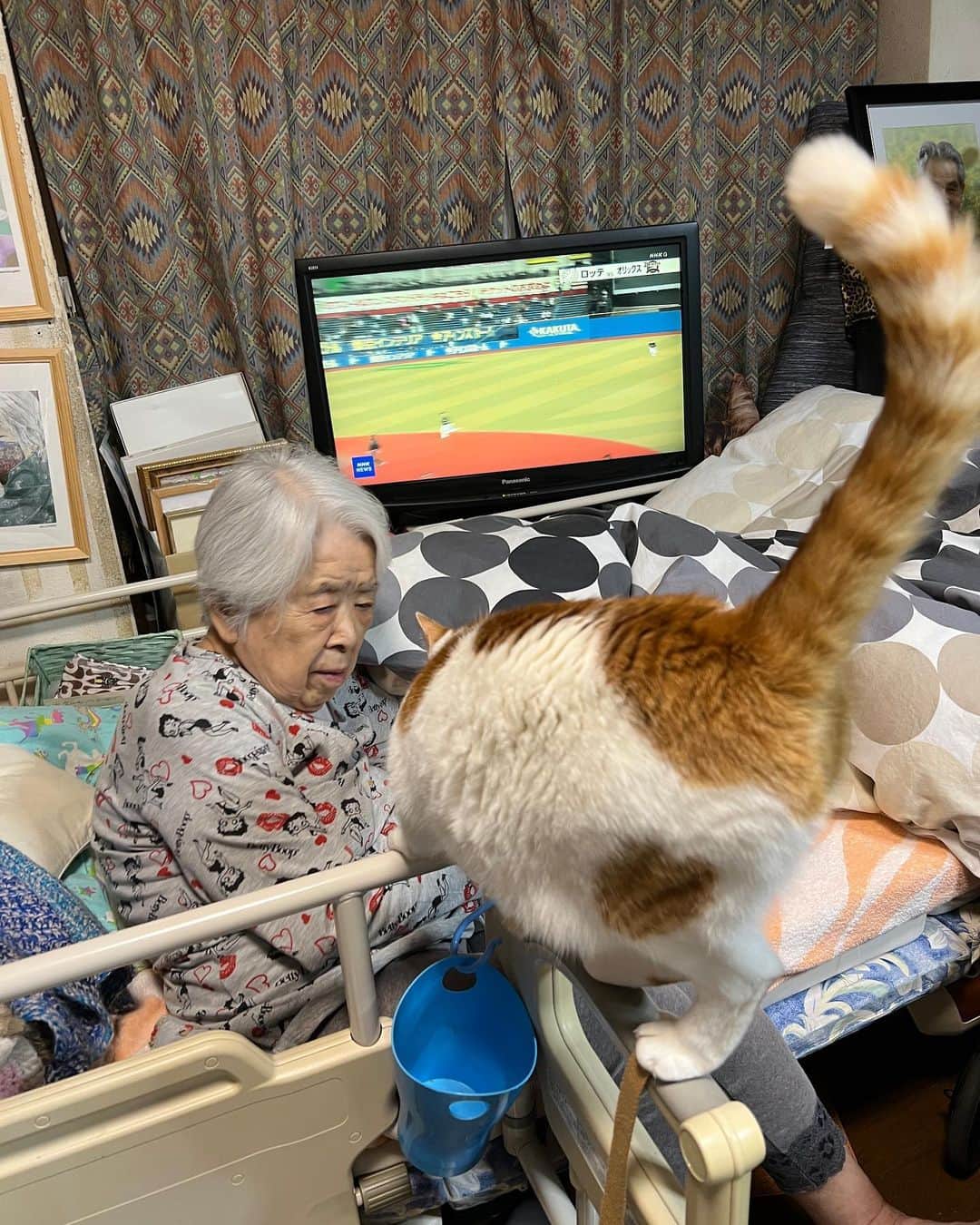 Kachimo Yoshimatsuのインスタグラム：「自分からバーバのところに行ったおいちゃん｡  もう立派なバーバ見守り隊隊長だね。  #うちの猫ら #oinari #猫 #ねこ #ニャンスタグラム #にゃんすたぐらむ #ねこのきもち #cat #ネコ #catstagram #ネコ部 http://kachimo.exblog.jp」