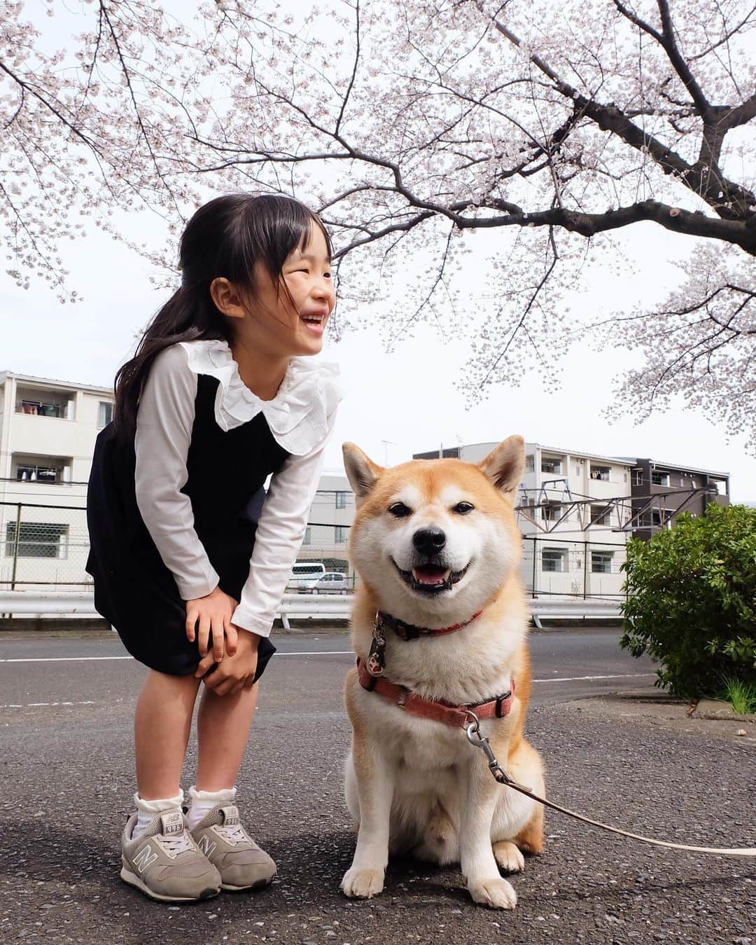 せんべえのインスタグラム：「大っきくなりました！妹が！ #ほぼほぼぼくのおかげといっても過言では #せんべえ #柴犬 #shibainu #犬と子ども #もうコレいつ撮ったんだっけ #桜ってあーた」