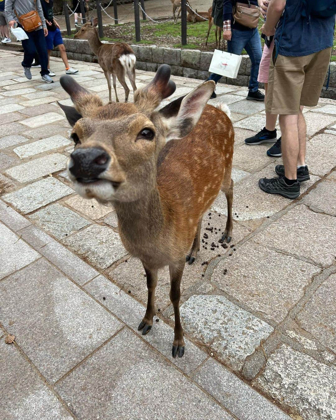 岡友美のインスタグラム：「今日の男闘呼組さんのチケット取れなかったし、 長男は野球やし、 次男坊はデイへお世話になり、 お当番もない日やし、 リウマチ疑いで手も痛いし、 神頼みで、 ひとりで地元へ🚃 癒しの塊でした🌸 #東大寺大仏殿」