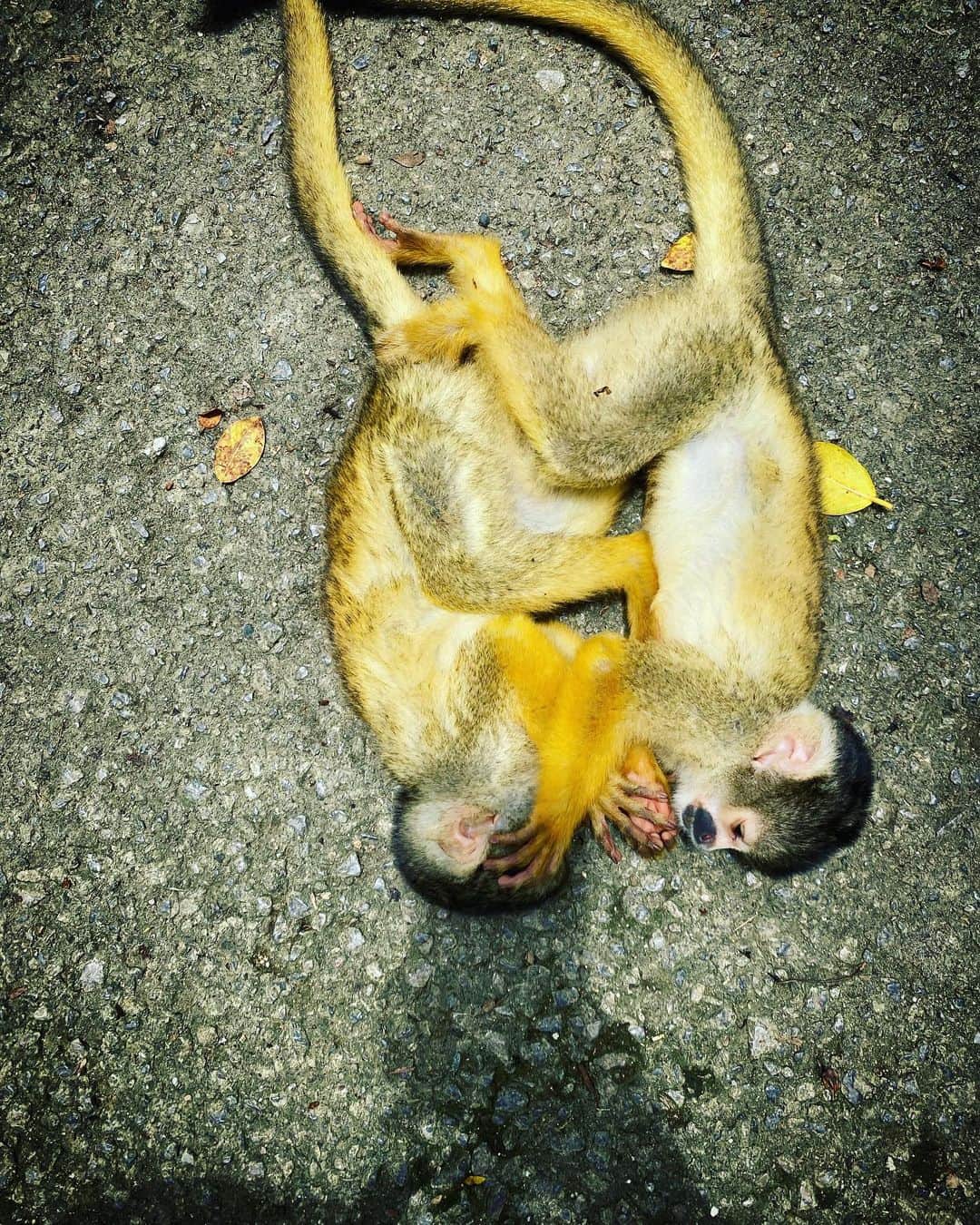 安藤裕子さんのインスタグラム写真 - (安藤裕子Instagram)「#monkey  #love #honey #愛の語らい #よんなーよんなー」5月20日 16時09分 - yuko_ando