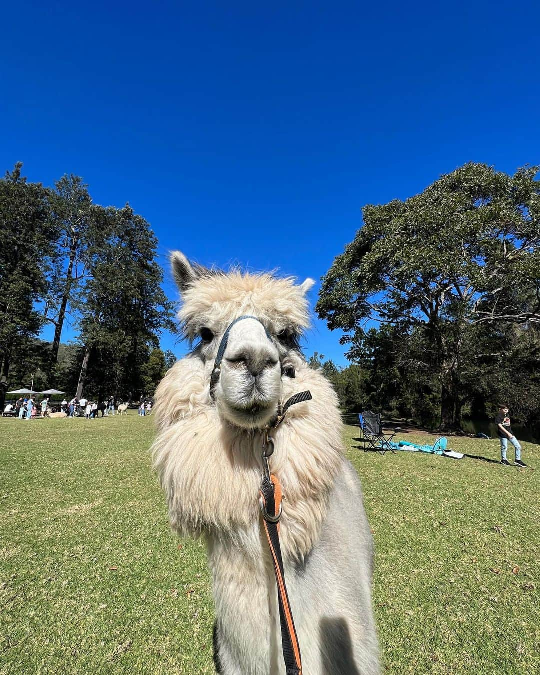 Ellie BEERさんのインスタグラム写真 - (Ellie BEERInstagram)「it’s official. we are opening an alpaca farm @katie_hayward」5月20日 16時26分 - elbellbeer