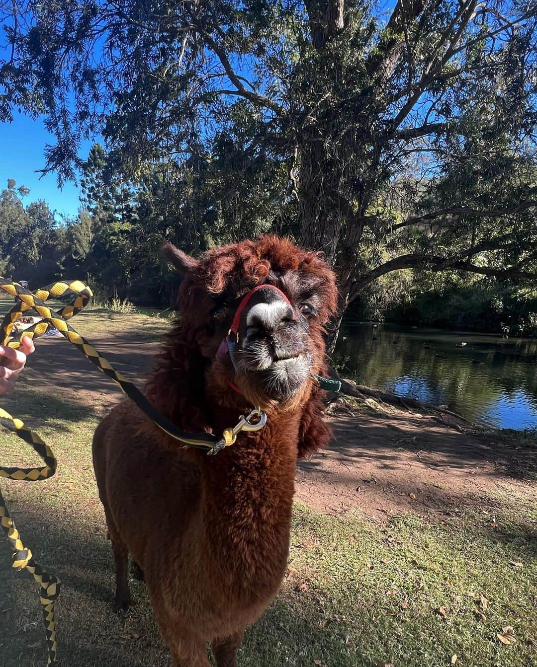 Ellie BEERさんのインスタグラム写真 - (Ellie BEERInstagram)「it’s official. we are opening an alpaca farm @katie_hayward」5月20日 16時26分 - elbellbeer