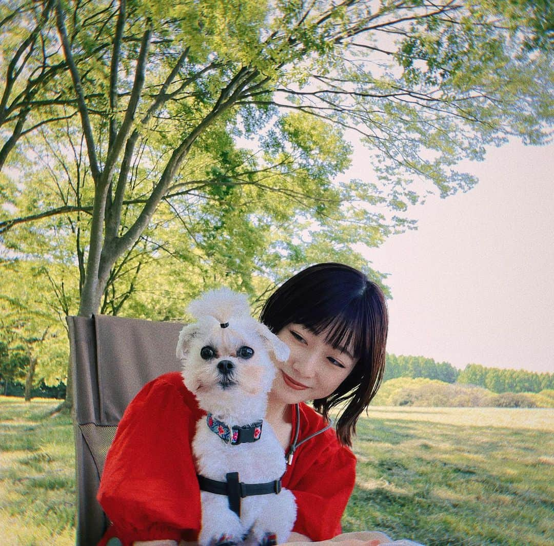 河内美里さんのインスタグラム写真 - (河内美里Instagram)「🐶     .  暫く斬新な前髪にさせられていた愛犬あねむ。  飼い主の気が済んだ(飽きた)ので頭を丸めました✂️    スッキリして大満足◎     夏を迎える準備は万端です。    .    おまけの３枚目📷    愛犬あずきを抱いているのは母。    母は元トリマー。 自宅で小さなお店をやっていました。     その影響で私自身も 自分の犬は自分で洗ってカットする主義の人間に。     親子揃って紛うことなき犬バカです。         .」5月20日 16時36分 - misato_kawauchi