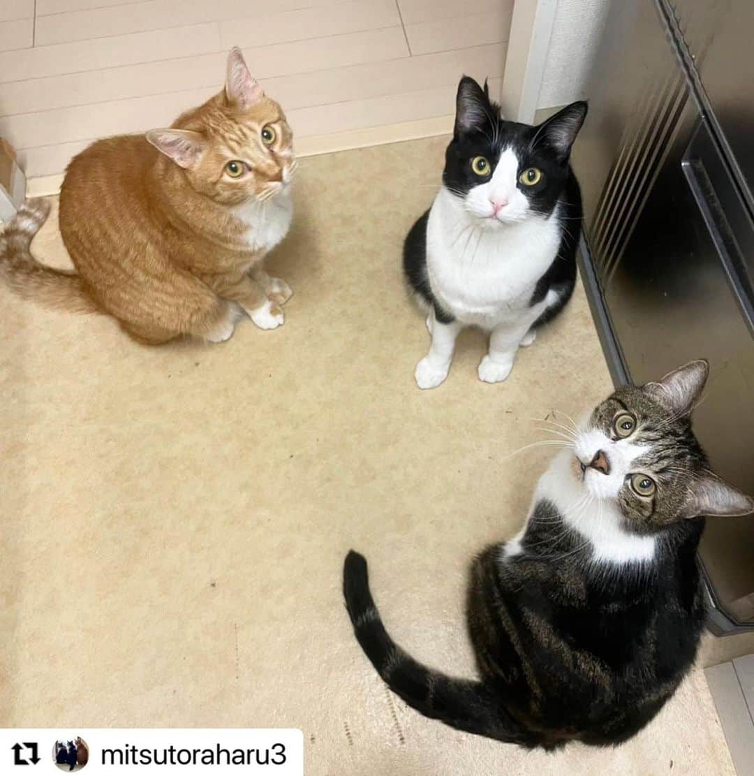 【公式】いぬのきもち・ねこのきもちのインスタグラム：「#Repost @mitsutoraharu3 さんのみつば君、トラさん、はるま君。  可愛い子たちの集い😍 なんのお話してるのかなぁ❓  ハッシュタグ #いぬのきもち #ねこのきもち に投稿いただいた可愛い写真をご紹介しています！ 「いぬのきもちWEB　MAGAZINE」、「ねこのきもちWEB MAGAZINE」でもご紹介させていただくことも！  -------------------  .  #ねこ #猫  #ねこすたぐらむ #ねこのきもち #ねこ好き #ねこと暮らす #ねこ好きさんと繋がりたい #猫好きな人と繋がりたい #猫がいる生活 #猫と暮らす#猫好き #cat #catstagram #catsofinstagram #cats_of_instagram」