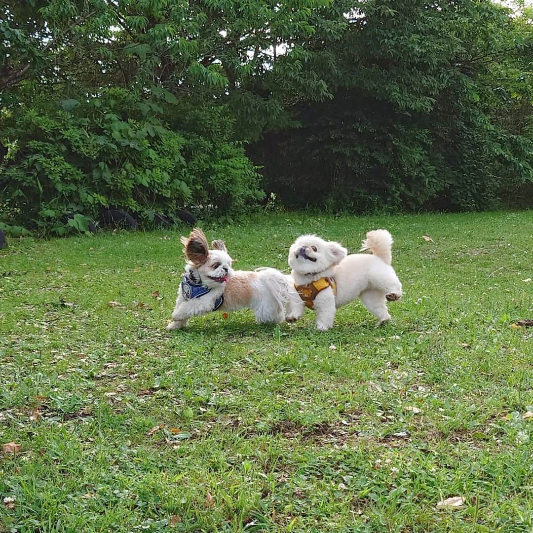 Kukkaのインスタグラム：「ひらりっ #ペキニーズ #シーズー」