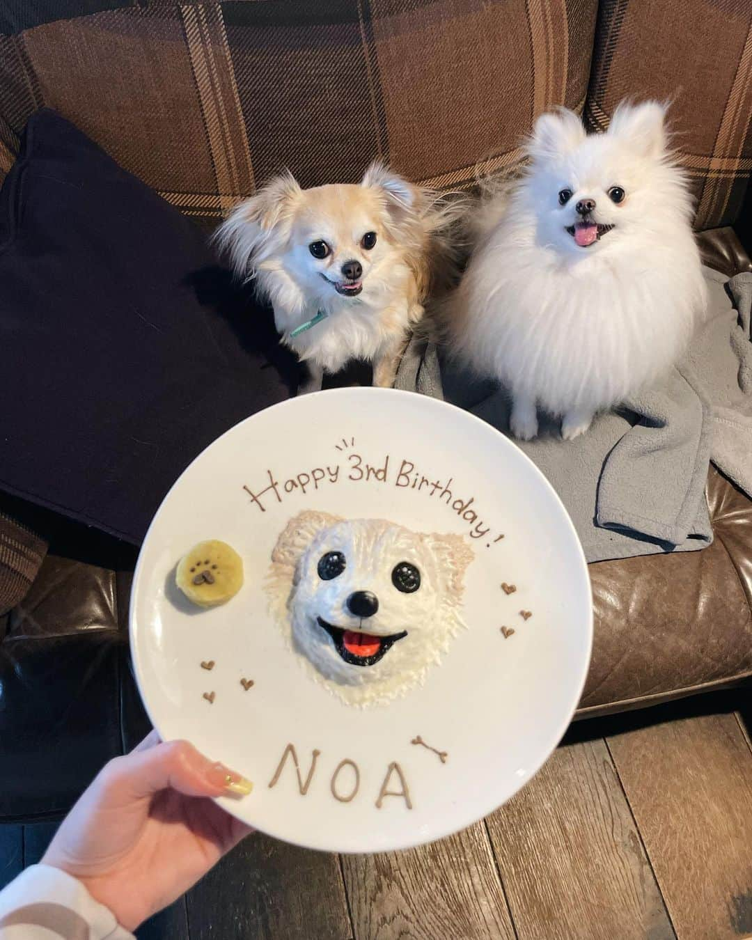 橋本恵里花さんのインスタグラム写真 - (橋本恵里花Instagram)「ノアちゃんの誕生日会🐶🎂🤍」5月20日 17時20分 - erk_hsmt28