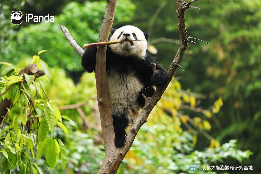 iPandaさんのインスタグラム写真 - (iPandaInstagram)「One bamboo shoot to go, please. I’ve found the perfect place to enjoy it. (Nao Nao)😋 🐼 🐼 🐼 #Panda #iPanda #Cute #PandaPic #ChengduPandaBase  For more panda information, please check out: http://en.ipanda.com」5月20日 17時30分 - ipandachannel