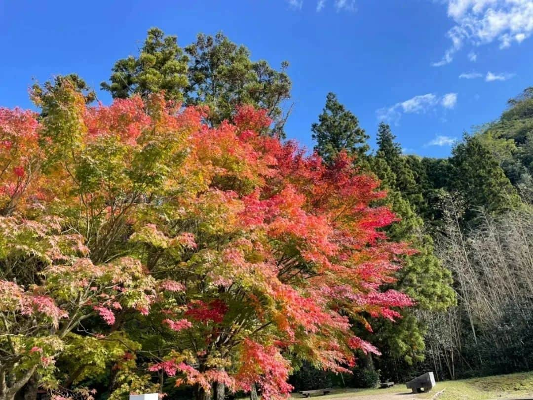 市川みかさんのインスタグラム写真 - (市川みかInstagram)「世界遺産の石見銀山。  石見銀山までは一般車が入れないので、パーキング近くのレンタサイクルから自転車で向かいます🚲 歩くと片道45分程かかりますが、自転車だと10〜15分程で到着しました！  石見銀山自体はよくある採掘跡地の洞窟だったけれど、その周辺の『大森銀山伝統的建造物群保存地区』の街並みがとても素敵でした✨  室町時代初期(1527年)に発見され、関ヶ原の戦い後からは徳川家が支配していた所。 かつてこの銀山は世界の産銀量の3分の1を占めていて、世界遺産に登録された、アジアで初めての鉱山遺跡なんですと。  お食事処『おおもり』にて、代官そば定食をいただきました🥢  　 #47都道府県全制覇 #島根 #出雲 #石見銀山 #大森銀山伝統的建造物群保存地区 #重要伝統的建造物群保存地区 #世界遺産 #国指定史跡 #県指定史跡 #タビジョ #女子旅 #旅 #旅行 #観光 #国内旅行 #trip #travel #tourist #travelgram #shimane #izumo #iwamiginzan #worldheritage #InstagramJapan #lovers_japan #photo_jpn #pics_japan」5月20日 17時46分 - ichikawa_mika