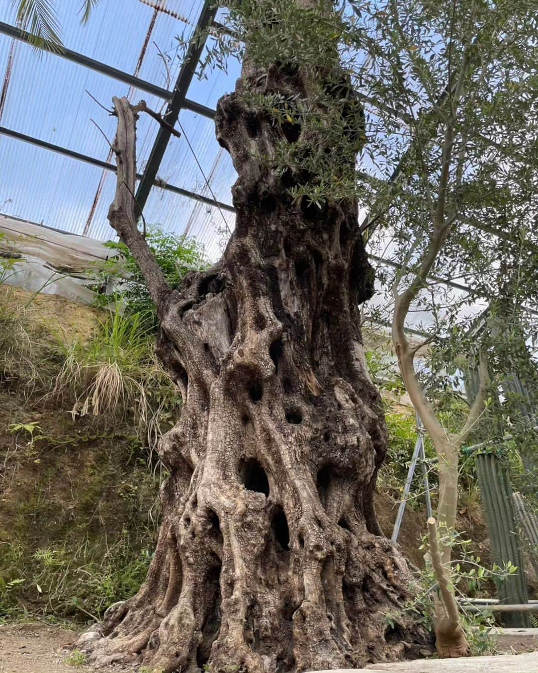 大地真央さんのインスタグラム写真 - (大地真央Instagram)「先日 「そら植物園」に行って来ました🪴 迫力に圧倒されながら、気持ちのいい空間で シャンパン🍾と美味しいスイーツまでいただいて リフレッシュできました！！  私達が到着するちょっと前までは 結構☂雨が降っていたそうですが、、 やっぱり、晴れ☀ました−٩(^‿^)۶  #そら植物園 🪴 #sorafarm #シャンパン 🍾🥂 #ravierelier #ラヴィルリエ 🍪 #リフレッシュ　 #大地真央 #MAODAICHI #森田恭通 #yasumichimorita」5月20日 17時46分 - daichimao_official