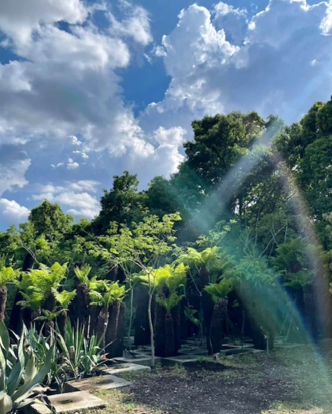 大地真央さんのインスタグラム写真 - (大地真央Instagram)「先日 「そら植物園」に行って来ました🪴 迫力に圧倒されながら、気持ちのいい空間で シャンパン🍾と美味しいスイーツまでいただいて リフレッシュできました！！  私達が到着するちょっと前までは 結構☂雨が降っていたそうですが、、 やっぱり、晴れ☀ました−٩(^‿^)۶  #そら植物園 🪴 #sorafarm #シャンパン 🍾🥂 #ravierelier #ラヴィルリエ 🍪 #リフレッシュ　 #大地真央 #MAODAICHI #森田恭通 #yasumichimorita」5月20日 17時46分 - daichimao_official