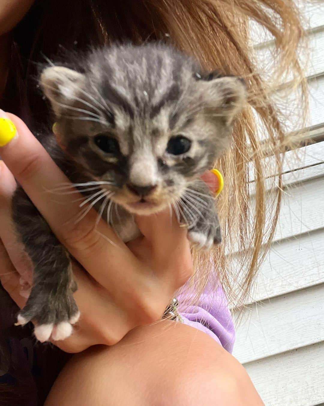 チェ・ヨジンのインスタグラム：「새식구가 되어줄래??😻 길냥이 4마리 새끼 발견 이제 막 눈 뜬듯😃 급한대로 디자인 박스하우스 만들었는데 마음에 들었으면 좋겠는데.. 사료 두었더니 엄마아빠가 와서 잘 먹네🌟 왠지 집이 바뀌어서 거처를 옮길것 같은데 내가 사랑으로 키워줄게 머물러만 다오🥹 ( ft. #맥심모카골드 #sunkist ) . #길냥이」