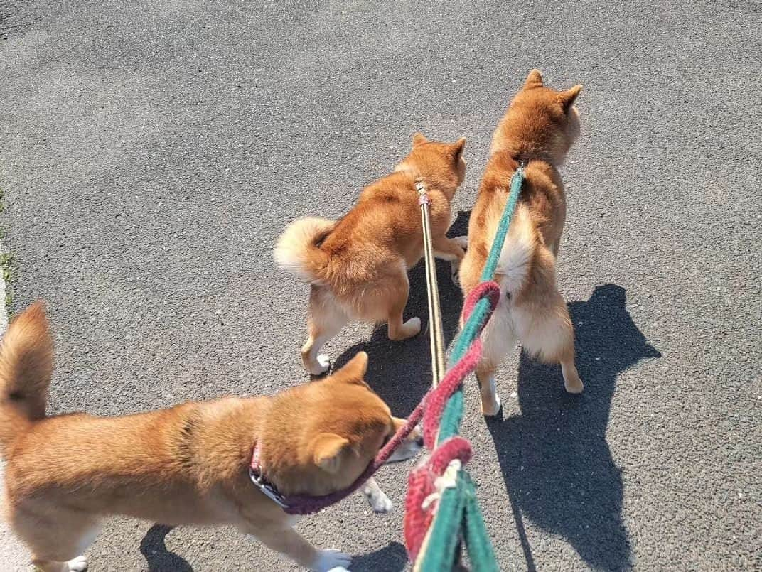 柴犬たま Shibainu Tamaさんのインスタグラム写真 - (柴犬たま Shibainu TamaInstagram)「動物病院に狂犬病ワクチン接種へ💉  わちゃわちゃっぷりは リードを見て察してください…(笑) ⠀⠀ Caption trans🇬🇧 They went to the veterinary clinic for a rabies vaccine💉 You can imagine their rampage by looking at the ropes too…(lol) ⠀ #たま家族 #柴犬コイ #柴犬トロ #柴犬ウニ #おしゅし兄弟 #動物病院 #狂犬病 #ワクチン接種 #仲良し兄弟 #三つ編み #多頭飼いあるある #ふわもこ #プリケツ #しっぽモフモフ #後頭部フェチ #愛らぶ後頭部 #柴犬 #shiba #shibainu #shibastagram #犬 #dog #多頭飼い」5月20日 18時03分 - tama7653