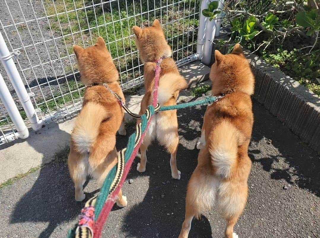 柴犬たま Shibainu Tamaのインスタグラム：「動物病院に狂犬病ワクチン接種へ💉  わちゃわちゃっぷりは リードを見て察してください…(笑) ⠀⠀ Caption trans🇬🇧 They went to the veterinary clinic for a rabies vaccine💉 You can imagine their rampage by looking at the ropes too…(lol) ⠀ #たま家族 #柴犬コイ #柴犬トロ #柴犬ウニ #おしゅし兄弟 #動物病院 #狂犬病 #ワクチン接種 #仲良し兄弟 #三つ編み #多頭飼いあるある #ふわもこ #プリケツ #しっぽモフモフ #後頭部フェチ #愛らぶ後頭部 #柴犬 #shiba #shibainu #shibastagram #犬 #dog #多頭飼い」