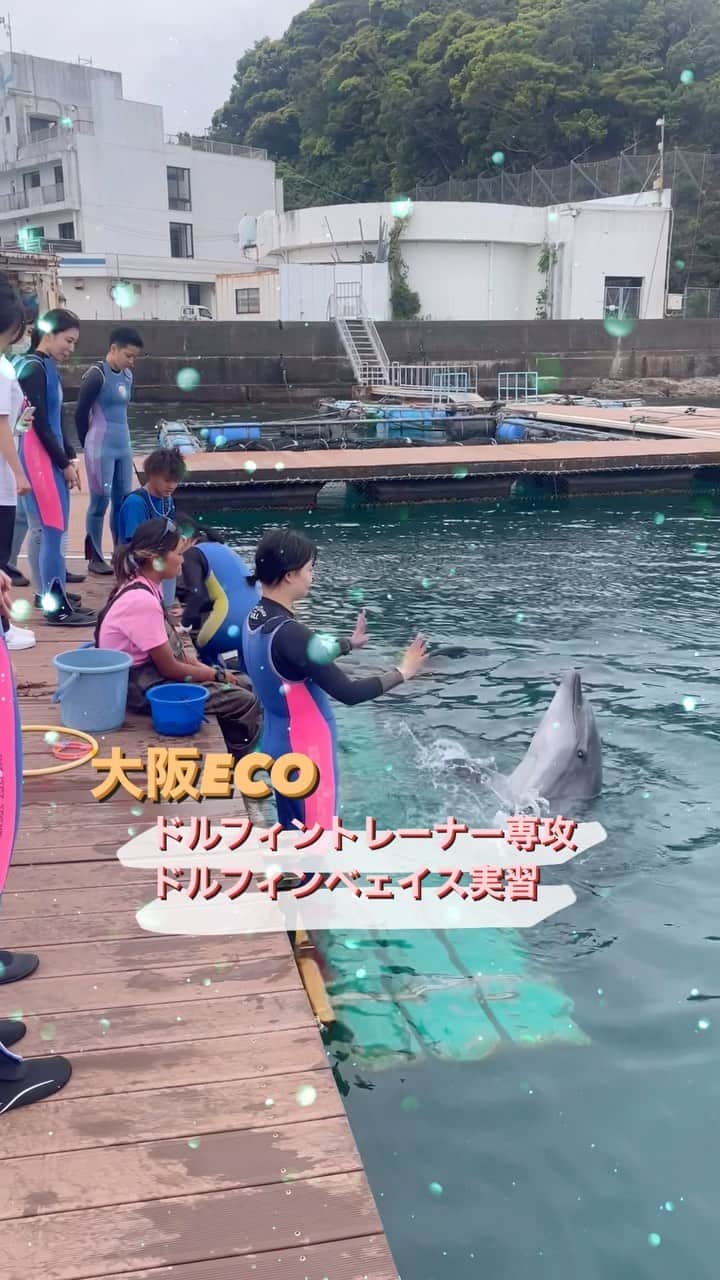 大阪ECO動物海洋専門学校のインスタグラム：「・  🫧🐬ドルフィントレーナー専攻☁️🩵  1年生がドルフィンベェイス実習に行きました🌈  入学して初めての宿泊実習でしたが元気よく積極的に取り組むことができました✊🏻🎶  イルカのふれあい施設ドルフィンベェイスで、イルカのご飯について学び、実際にサイン出しもさせて頂きました！📝✔️ くじらの博物館では捕鯨や白変種についてや、イルカショーやくじらショーを見て学びました。🐋✨🫧  クジラやイルカについて実際学んだことをもとに、大阪ECOでもしっかり勉強しましょう❕🩵✨  #大阪eco動物海洋専門学校 #大阪eco #動物専門学校 #動物園動物飼育専攻 #動物飼育 #動物園 #水族館 #飼育員 #ドルフィントレーナー #アクアリスト #動物看護師 #トリマー #ドッグトレーナー#動物好きと繋がりたい #犬好きと繋がりたい」