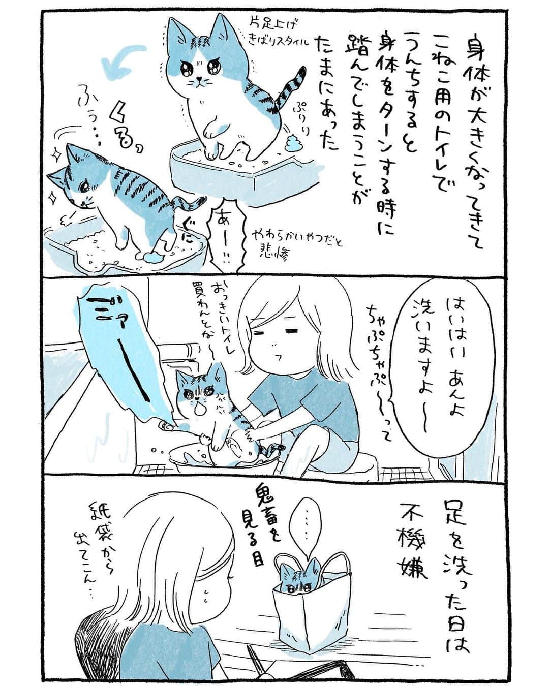 ミツコのインスタグラム：「わたしの顔すごい見つめながら押し当ててて怖かった…  #コミックエッセイ #絵日記 #エッセイ漫画 #猫 #猫のいる暮らし」